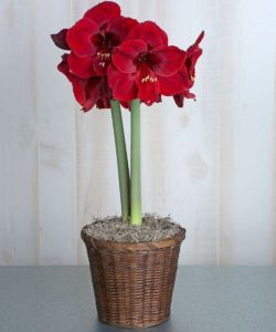 Nothing says Merry Christmas quite like a big bright red amaryllis plant!