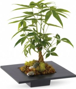  The money tree - or Pachira - is thought to bring good luck, and is a thoughtful gift for any home or office.