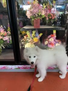 Fluffy dog, Zara in front of flower cooler - Flower Kingdom