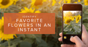Identify your flowers in an instant